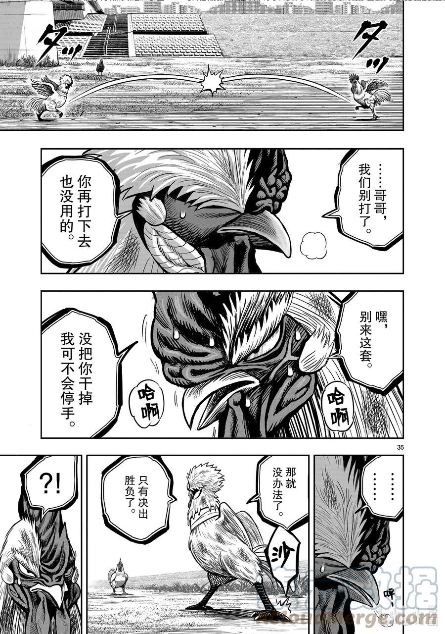 鸡斗士漫画,第19只 家鸡野鹜35图