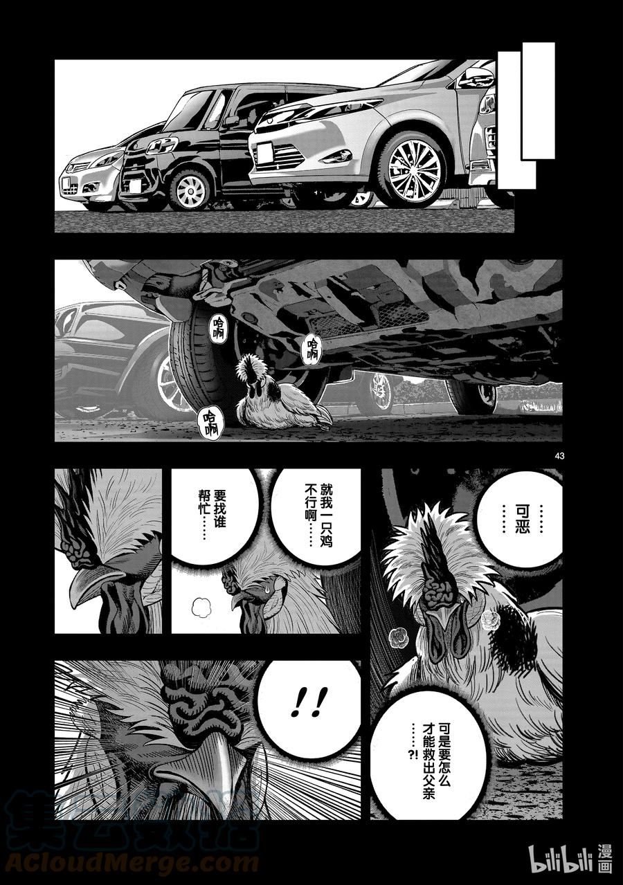 鸡斗士漫画,第20只 鸡皮鹤发43图