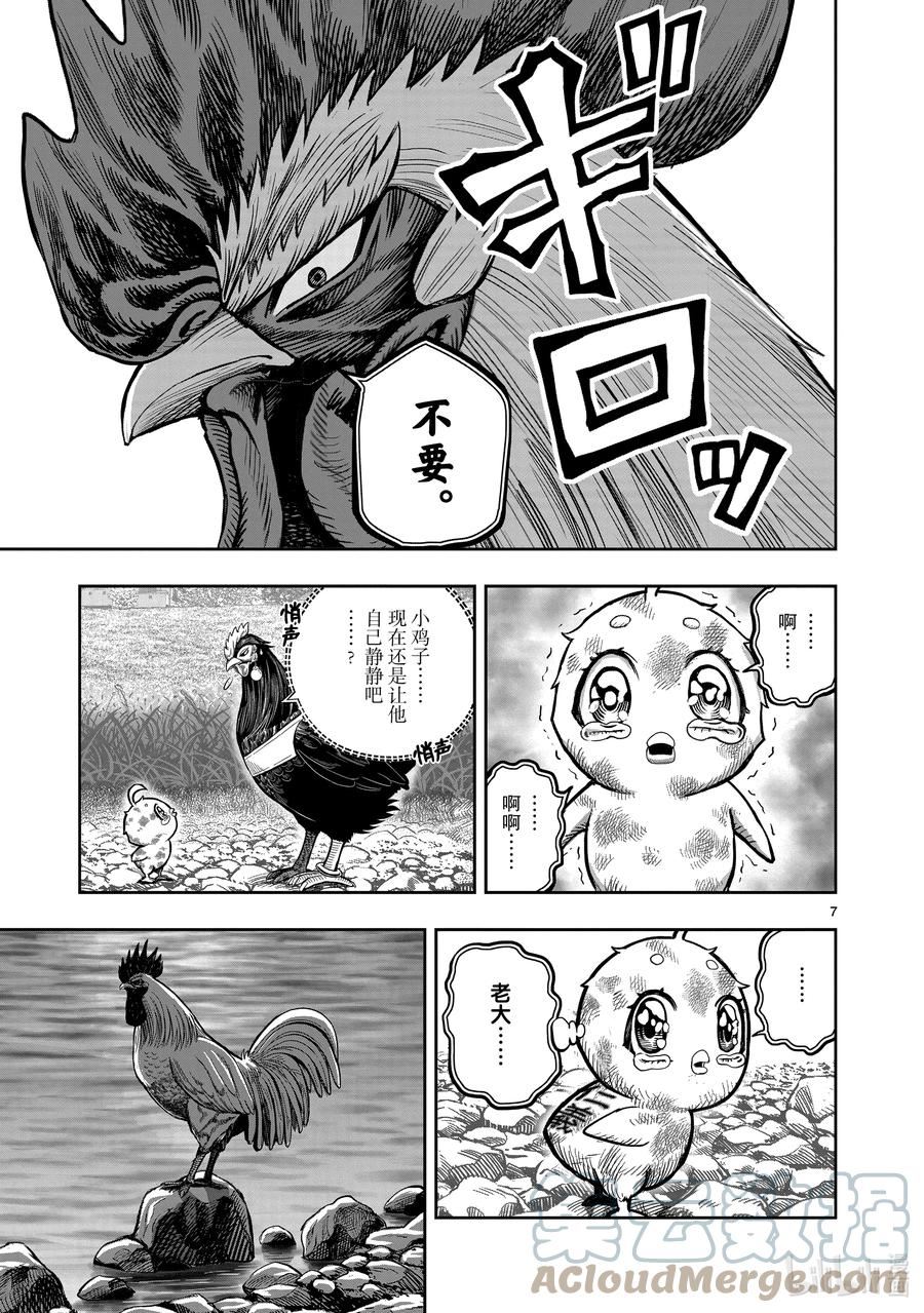 鸡斗士漫画,第20只 鸡皮鹤发7图