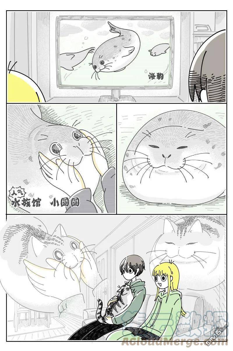 关于养猫我一直是新手 图片漫画,第156话2图