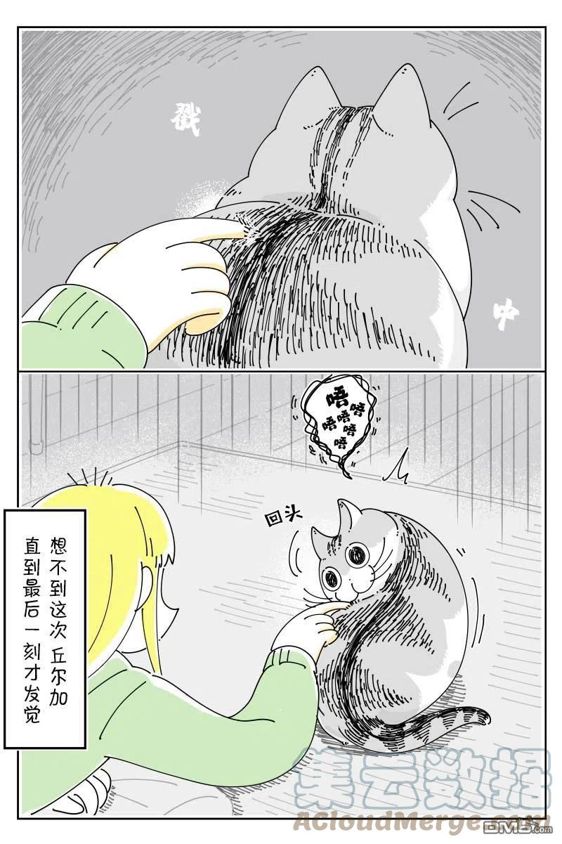 关于养猫我一直是新手 图片漫画,第115话3图