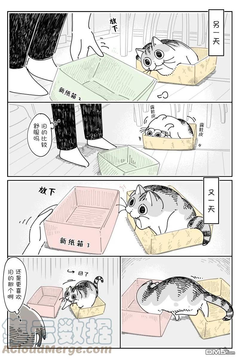 关于养猫我一直是新手 图片漫画,第119话2图