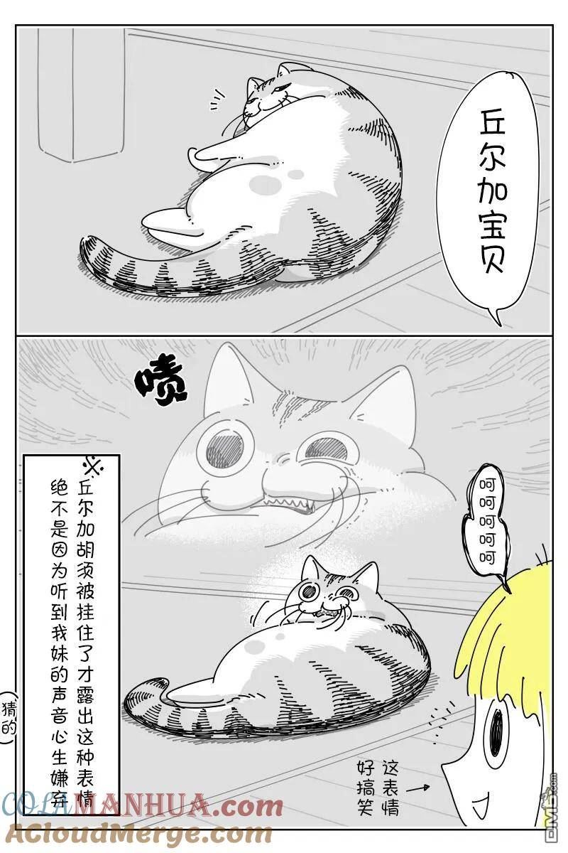 关于养猫我一直是新手 图片漫画,第164话3图