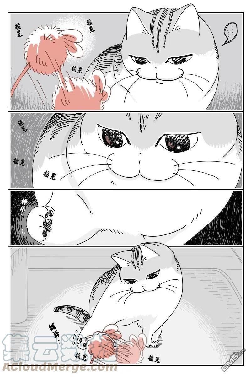 关于养猫我一直是新手 图片漫画,第124话2图