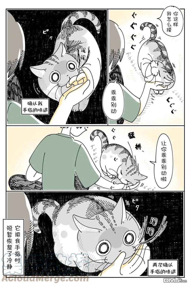 关于养猫我一直是新手 图片漫画,第130话2图