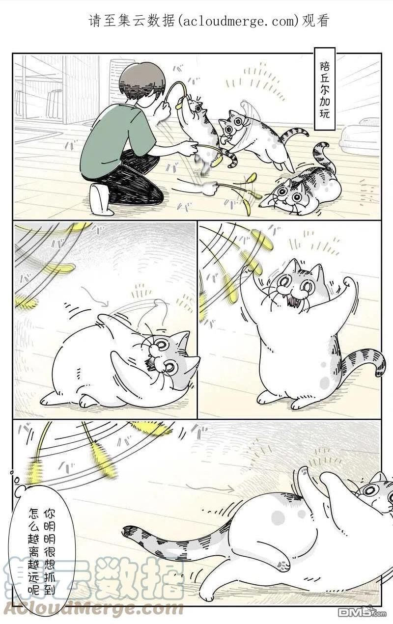 关于养猫我一直是新手 图片漫画,第131话1图