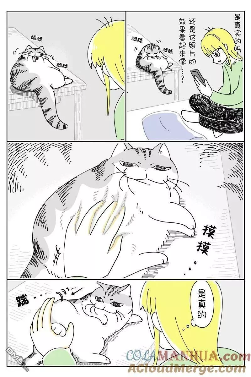 关于养猫我一直是新手 图片漫画,第167话2图