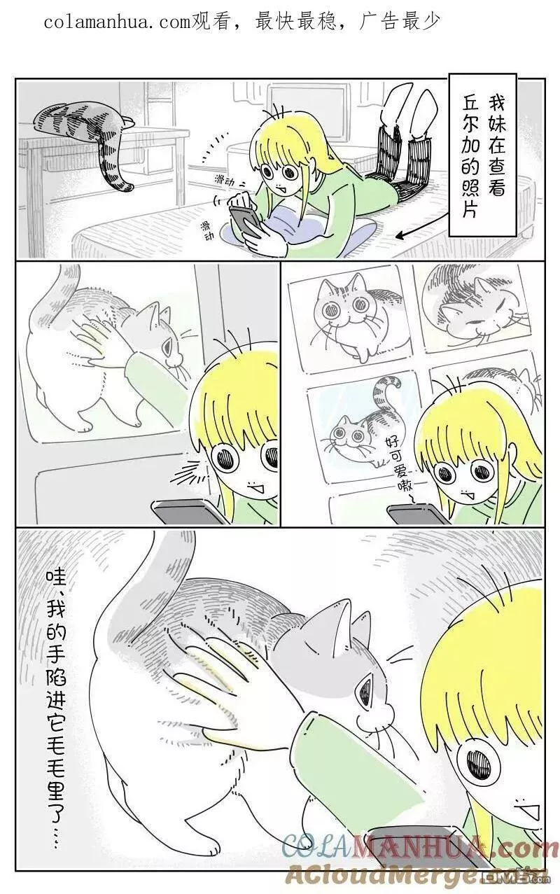 关于养猫我一直是新手 图片漫画,第167话1图