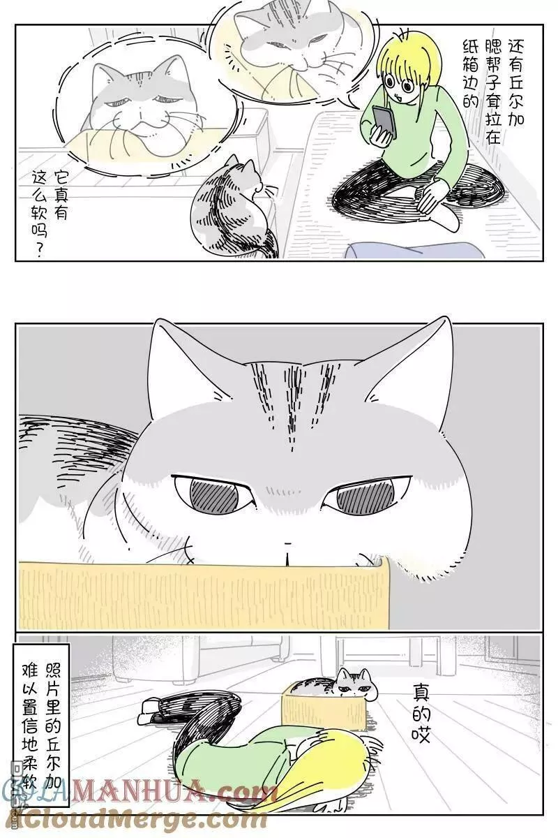 关于养猫我一直是新手 图片漫画,第167话3图