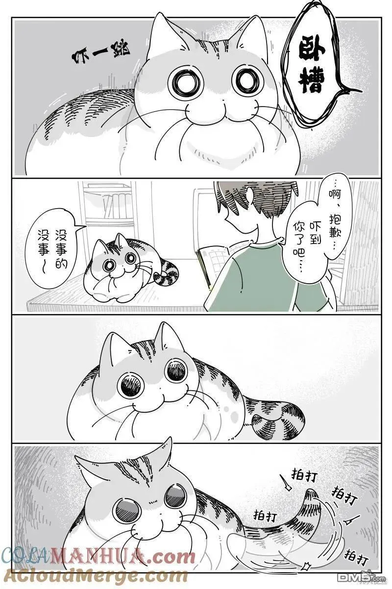 关于养猫我一直是新手 图片漫画,第181话2图