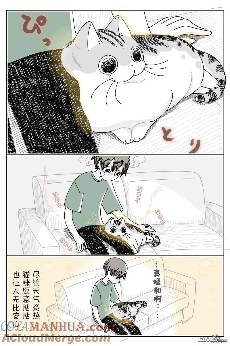 关于养猫我一直是新手动漫在线观看漫画,第184话6图