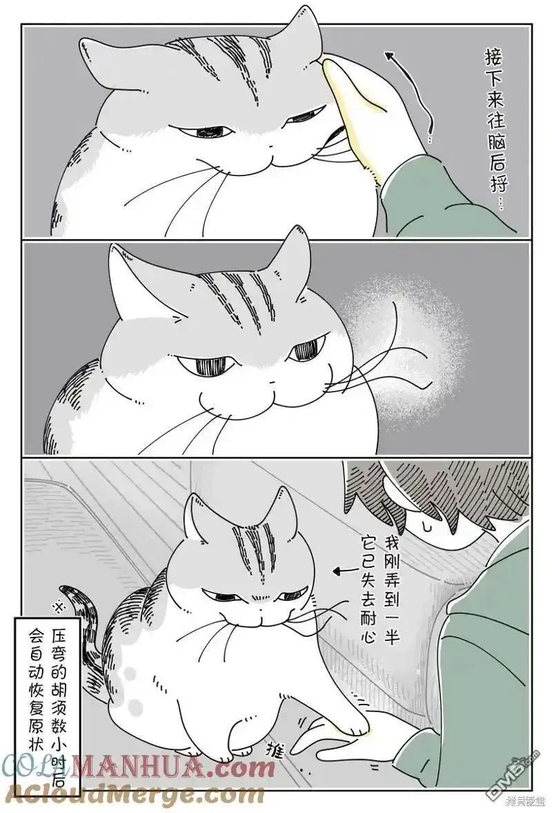 关于养猫我一直是新手 图片漫画,第192话3图