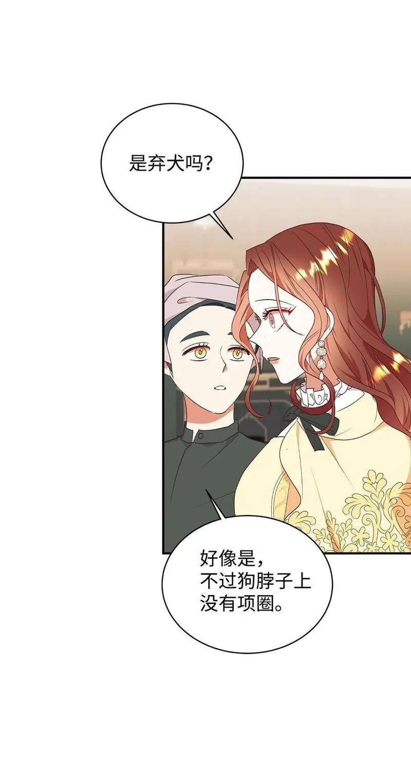 重生后，伯爵夫人要离婚！漫画,71 弃犬35图