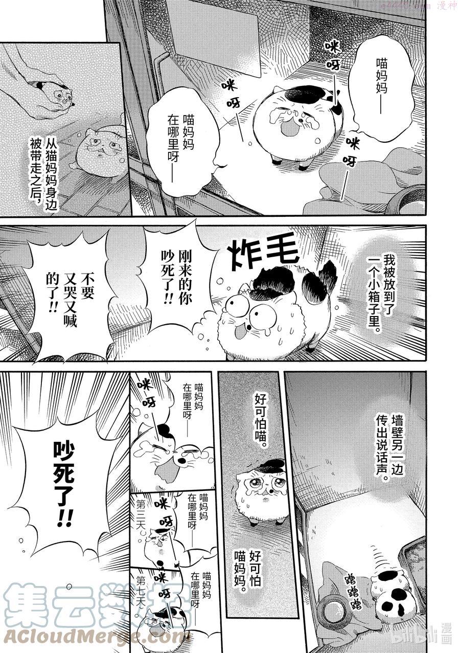 大叔与猫漫画,47 伤痕累累的缅因猫2图