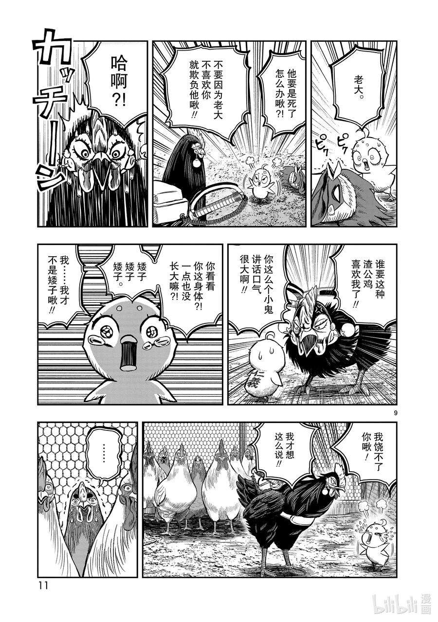 鸡斗士漫画,第11只 鸟尽弓藏 12图